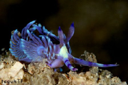 Nudi Branch...Canon EOS 400D in a Sea and Sea Housing and... by Teguh Tirtaputra 